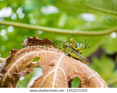 colorfull picture of mating locoust on a dead papaya leaves
