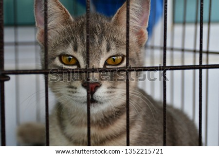 Grey cat in cage looking straight at camera