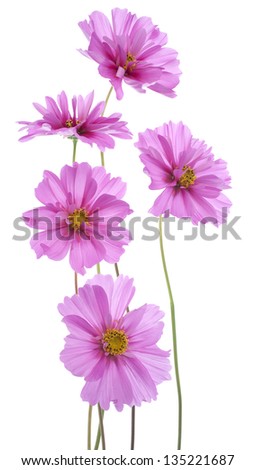Studio Shot of Magenta Colored Cosmos Flowers Isolated on White Background. Large Depth of Field (DOF). Macro.