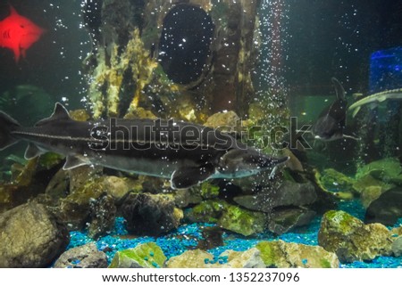 Fish sturgeon swims in the aquarium of the oceanarium. Sturgeon fish