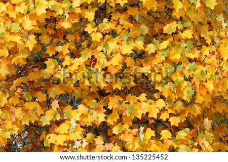 golden autumn leafs