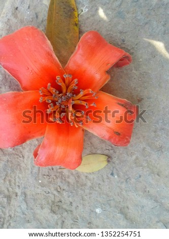 Its a picture of flower. it can be used as post template, wallpaper and many other purposes. 