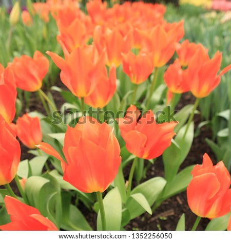Fiery Orange Tulips. The central tulip is sharp in focus with the rest behind thrown into soft focus to give context. Giving tulip flowers as a gift means perfect love.