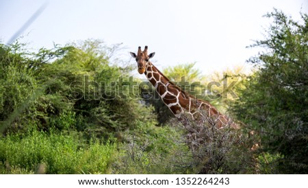 One giraffe stands between the acacia trees