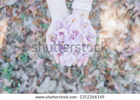 spring season with full bloom pink flower travel concept from close up to pink flower in beauty asian woman hand and show for take photo with soft focus background