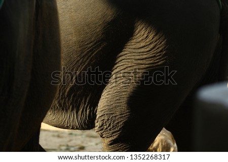 Elephant light shadow