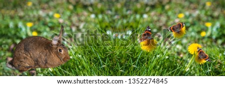 Easter holiday concept: Easter rabbit on the spring lawn with butterflies on yellow dandelions