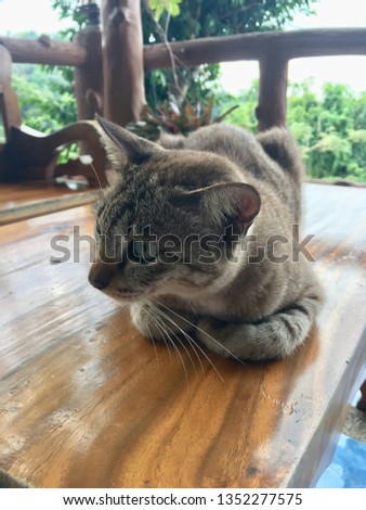 Cat sitting on wood table face hair close up