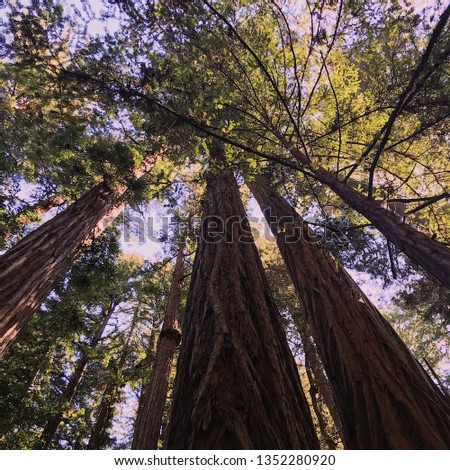 Tall Redwood Trees
