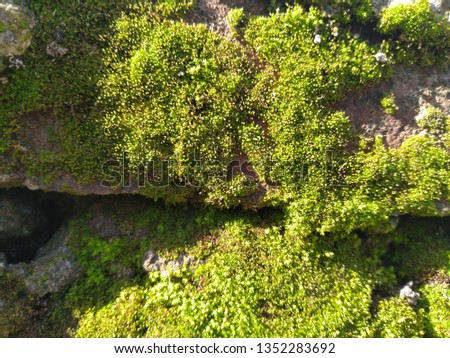 photo moss on the wall