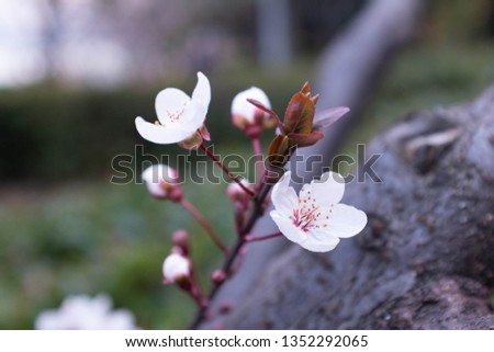 Sakura blossom season concept