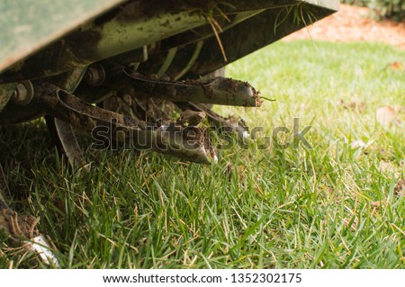 Core aeration of fescue lawn with aerator Royalty-Free Stock Photo #1352302175