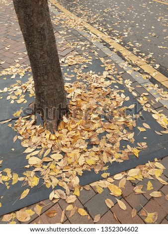 Picture of Maple Leaf on the street.