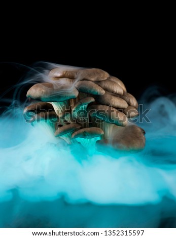 Oyster mushrooms on a mirror on a black background in the smoke highlighted from below in blue. Food, cooking, cooking, organic. Closeup.