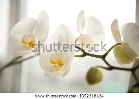 White orchid on a blurred background. White orchid flowers.
