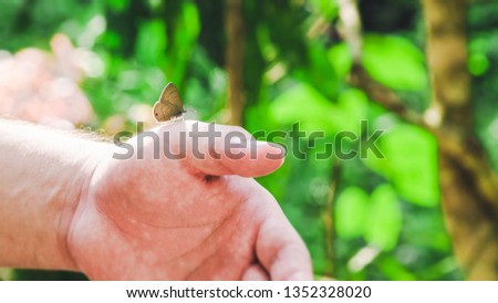 Beauty butterfly on hand with blurred background. Butterfly closeup. Nature. Macro, Butterfly on hand in jungle the beauty of nature. - Image