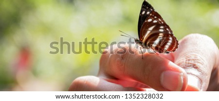 Beauty butterfly on hand with blurred background. Butterfly closeup. Nature. Macro, Butterfly on hand in jungle the beauty of nature. - Image