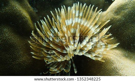 serpulid worm at coral at coral reef area at Tioman island Royalty-Free Stock Photo #1352348225