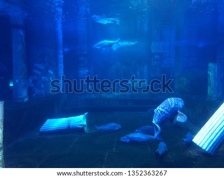 giant grouper in aquarium