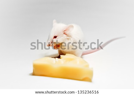 Red eyed white mouse eating cheese on isolated light gray background