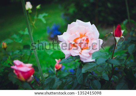 Beautiful blooming rose on green natural background.