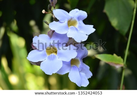 Tropical Lavender Blue Flower Isolated