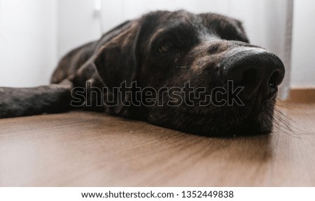 Dog resting, big snout close up.