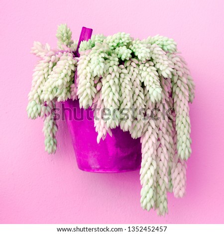 Cacti in a pot. Cactus lover concept. Minimal plants on pink art