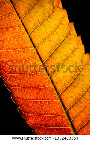 Color autumn leaf green red orange yellow macro art abstract