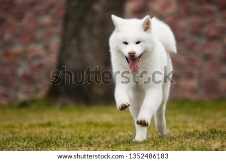Akita Inu dog on a walk in the park