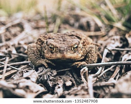 the common toad
