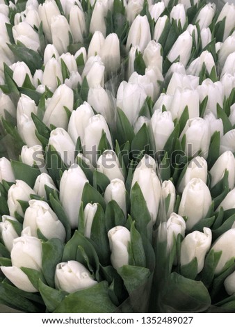 amazing textures with white tulips