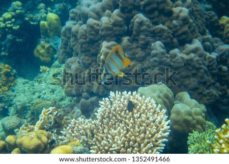 Copperband butterflyfish in coral reef underwater photo. Exotic fish in nature. Tropical seashore snorkeling or diving. Undersea wildlife. Coral reef and marine animal. Sea bottom scene coral fish