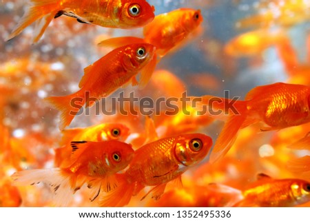 swarm of red fish