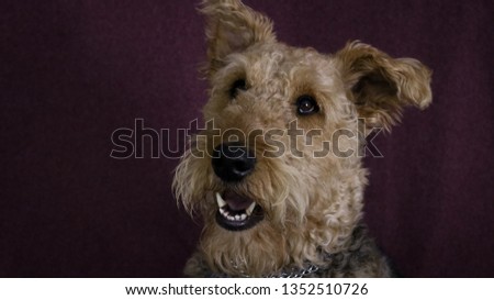 Airedale terrier Dog sitting for pictures in front of coloured backgrounds