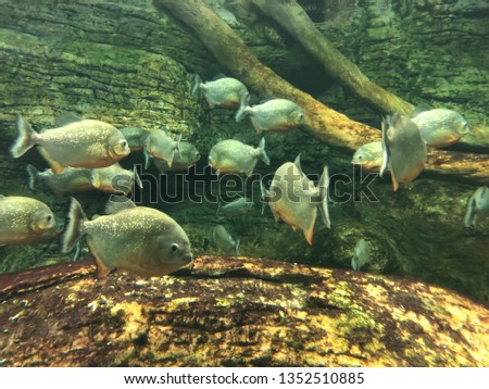
exotic fishes in the aquarium