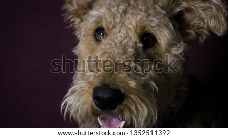 Airedale terrier Dog sitting for pictures in front of coloured backgrounds