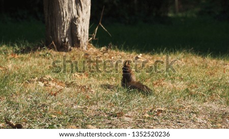 Wild squirrel in park.