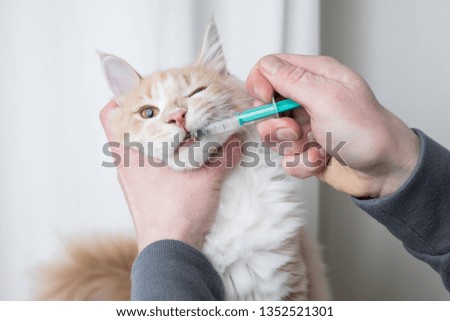 cream colored maine coon cat getting medication into mouth with syringe