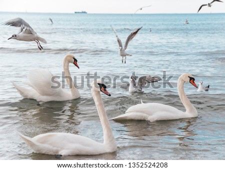 White swans and seagulls swim in sea. Sea swans, gulls in coastal waters. Feeding hungry seabirds