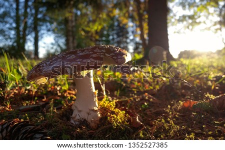 Autumn picture of mushroom