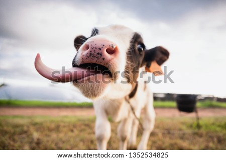 happy calf tongue Royalty-Free Stock Photo #1352534825