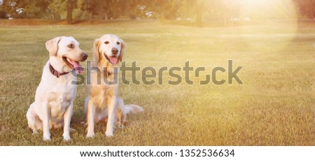 WEBSITE BANNER TWO HAPPY DOGS LABRADOR AND GOLDEN RETRIEVER SITTING IN THE YELLOW GRASS ON SUMMER HEAT.
