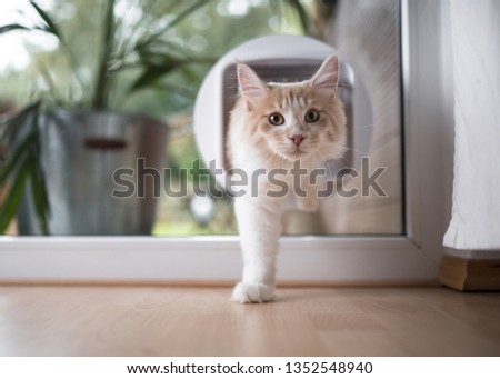 cream tabby maine coon cat passing through cat flap in the window Royalty-Free Stock Photo #1352548940