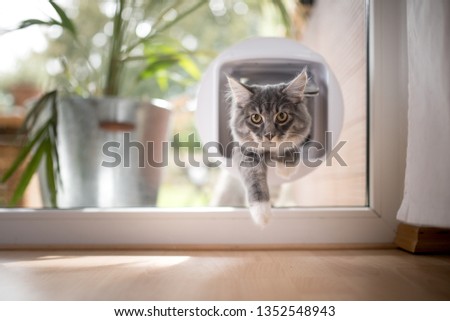 blue tabby maine coon kitten passing through cat flap looking at camera Royalty-Free Stock Photo #1352548943