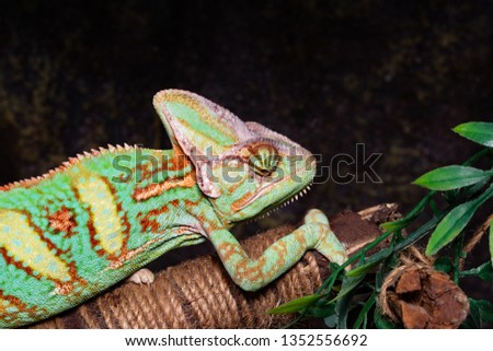 Chameleon (Chamaeleo calyptratus) on a black background.