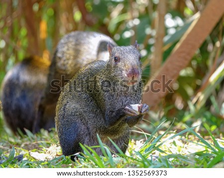 Close Up picture of an Agouti in Colombia