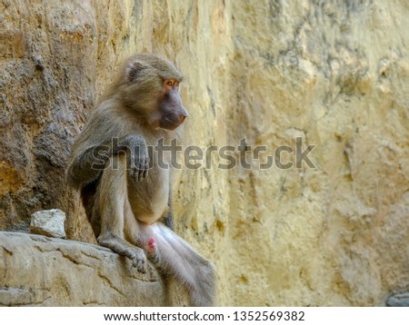 Closeup photo of a Baboon chilling on the rocks