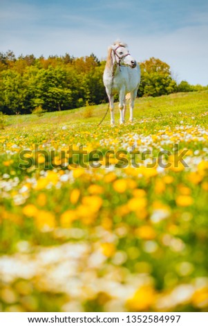 Charming view of floral pasture with Arabian horse in the sunlight. Location Carpathian mountain, Ukraine, Europe. Scenic image of farmland. Great picture of wild area. Discover the beauty of earth.