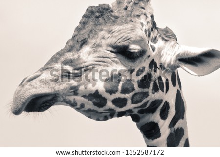 Beautiful cute large spotted Giraffe with large eyes and ears photographed in black and white at a zoo. Royalty-Free Stock Photo #1352587172